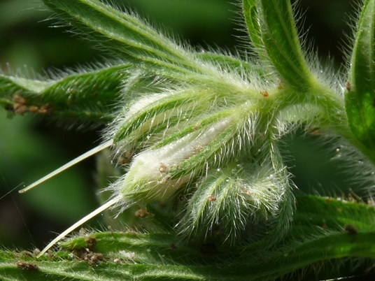 {Lithospermum occidentale}